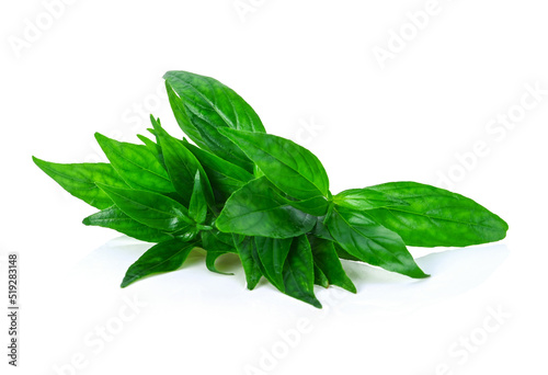 Andrographis paniculata leaves isolated on white background