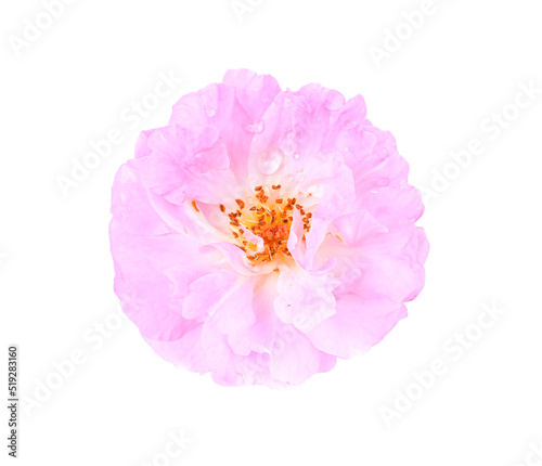 Pink rose isolated on white background