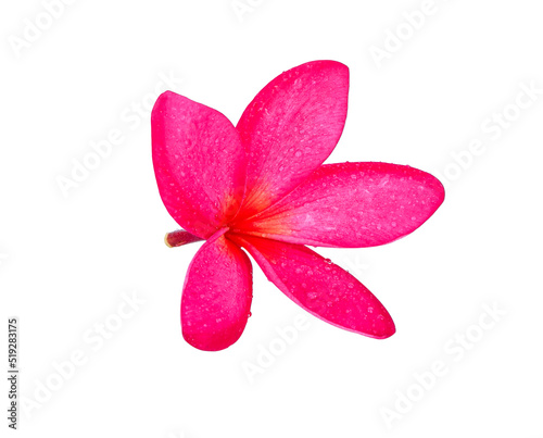 frangipani flowers isolated on white