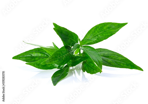 Andrographis paniculata leaves isolated on white background photo