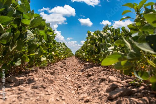 A soybean row in Arkansas