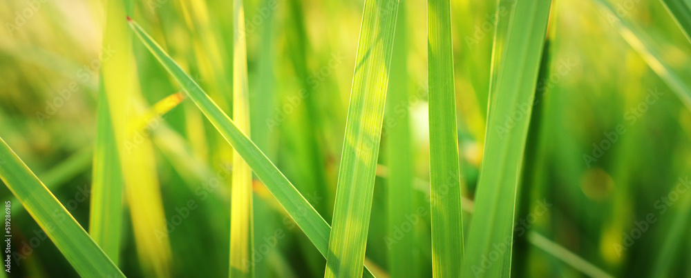 Close up image of green leaf detail. Ecology and nature banner Close up image of green leaf detail. Ecology and nature banner