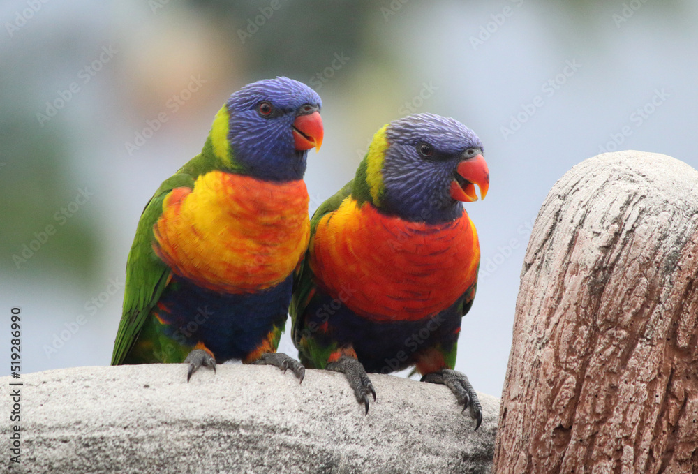 Rainbow lorikeets sitting on a birdbath in a garden in Australia Rainbow lorikeets sitting on a birdbath in a garden in Australia