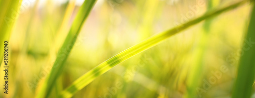 Close up image of green leaf detail. Ecology and nature banner