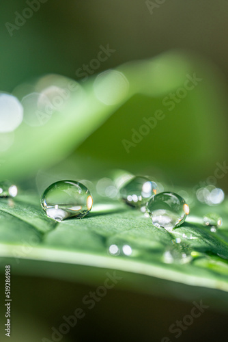 A macro photo of water drops on taro leaves was taken after the rain.