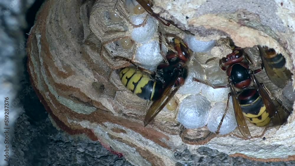 Europäische Hornissen (Vespa crabro) versorgen Nest und Brut