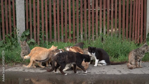 A group of stray cats are eating their food