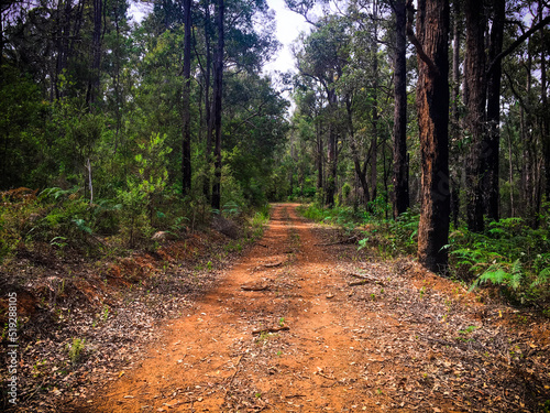 path in the woods