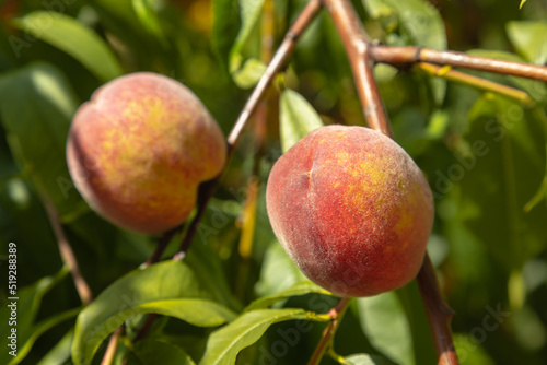 Closeup on a peach tree branch. Organic household with peaches farm.