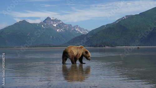 grizzly bear - Alaska