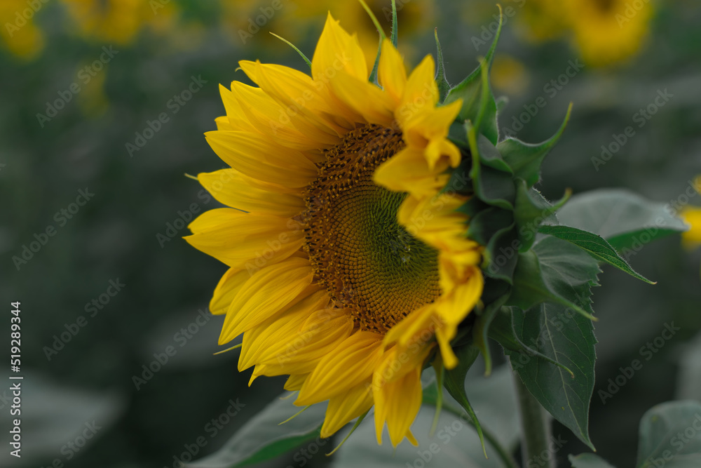 Fototapeta premium sunflower in the field