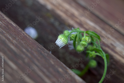 Small white flower