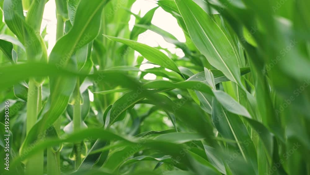 Close-up. Corn grows in the field. The wind shakes the corn leaves. Close-up. Corn grows in the field. The wind shakes the corn leaves.
