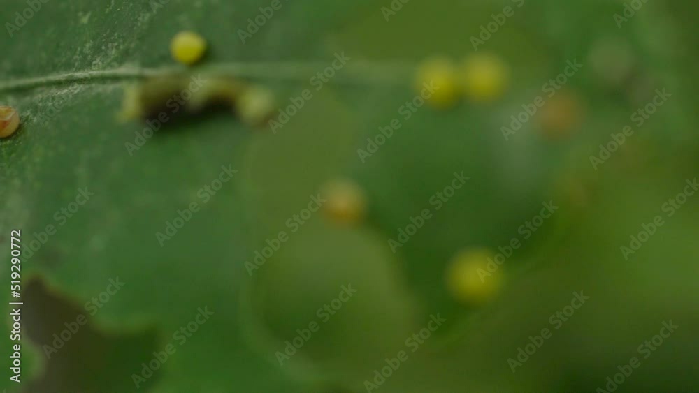 Macro Shot Of Great Yellow Mormon Caterpillar And Eggs On Green Plant Leaf. rack focus Macro Shot Of Great Yellow Mormon Caterpillar And Eggs On Green Plant Leaf. rack focus