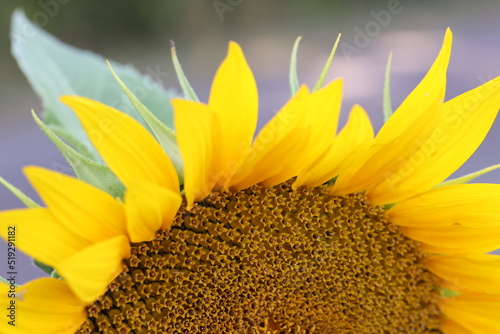 Sunflower, Blooming field of sunflowers in summer