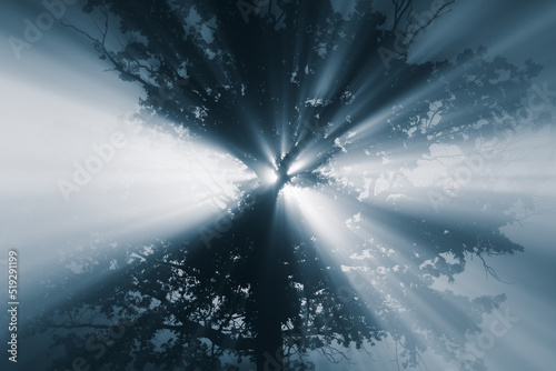 sun rays in the forest