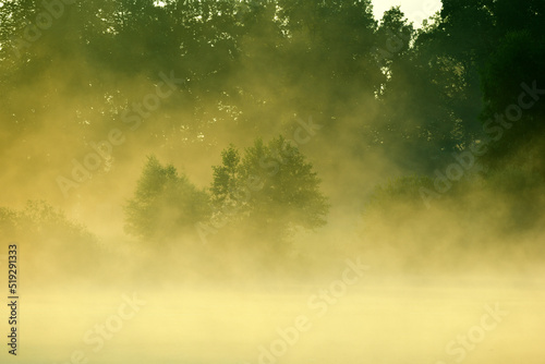 misty morning in the forest