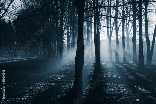 fog in the forest