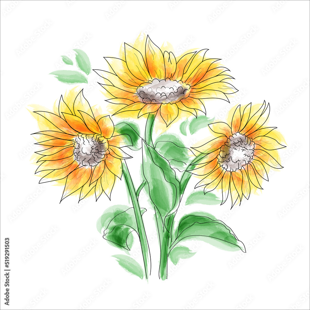 Watercolor blooming sunflower plant. 