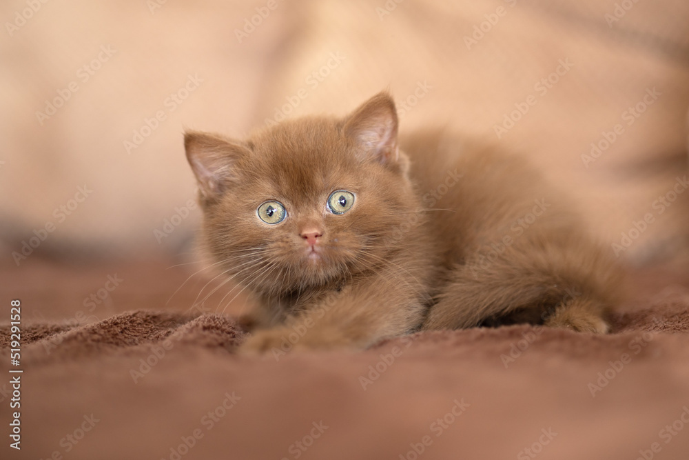 Britisch Kurzhaar Kitten Katze edel und imposant Britisch Kurzhaar Kitten Katze edel und imposant