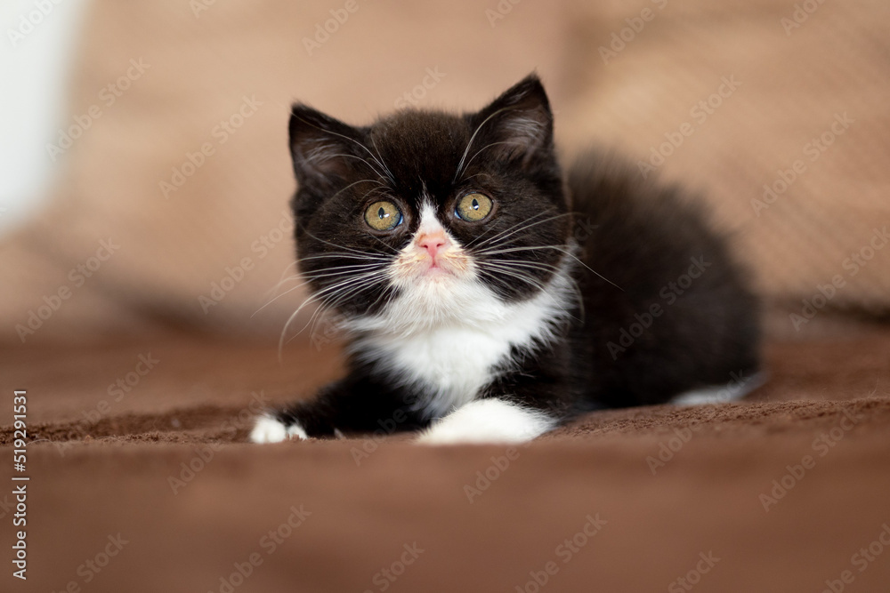 Fototapeta premium Britisch Kurzhaar Kitten Katze edel und imposant