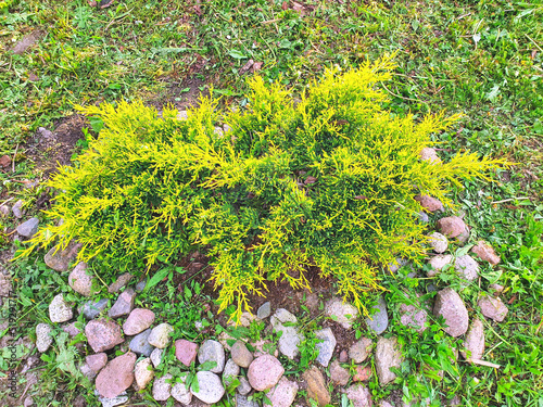 Young seedling Juniperus media Gold Star, planted in the garden under the bright sun, extraordinarily beautiful yellow and green color