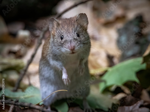 A very curious mouse became interested in the work of a photographer