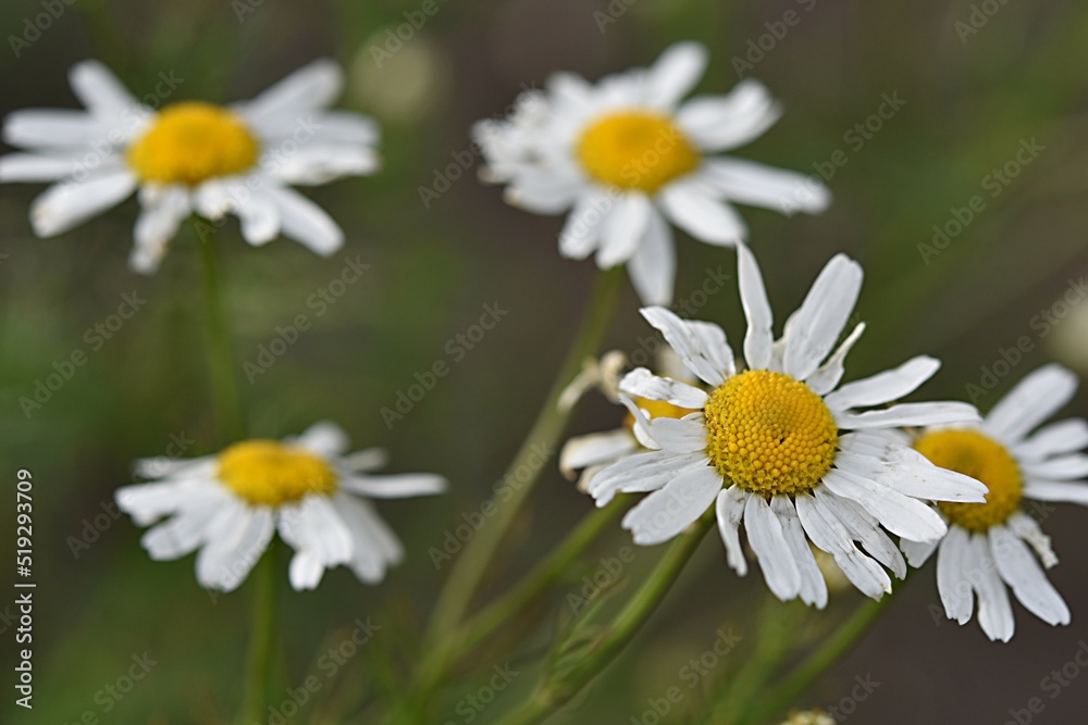 Fototapeta premium summer floral background. white chamomile flowers on a green background