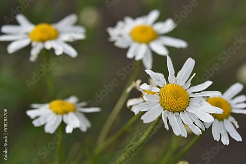 summer floral background. white chamomile flowers on a green background