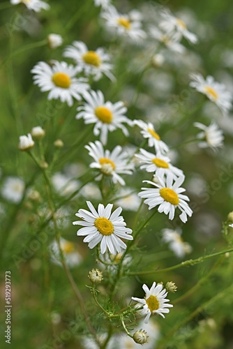 summer floral background. white chamomile flowers on a green background © mep-elena