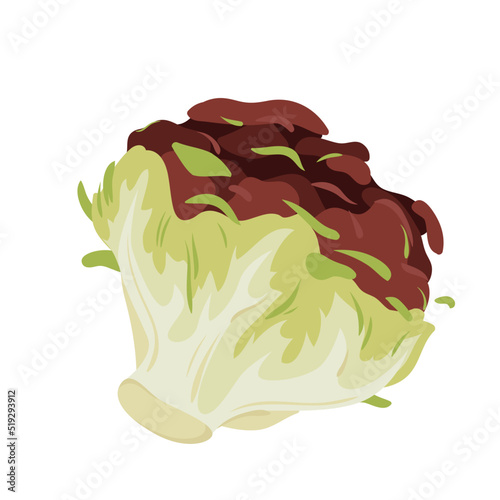 Red and green iceberg lettuce vector illustration. Cartoon isolated organic salad leaf vegetable, fresh healthy natural sort of lettuce cabbage with curly purple leaves, natural food ingredient
