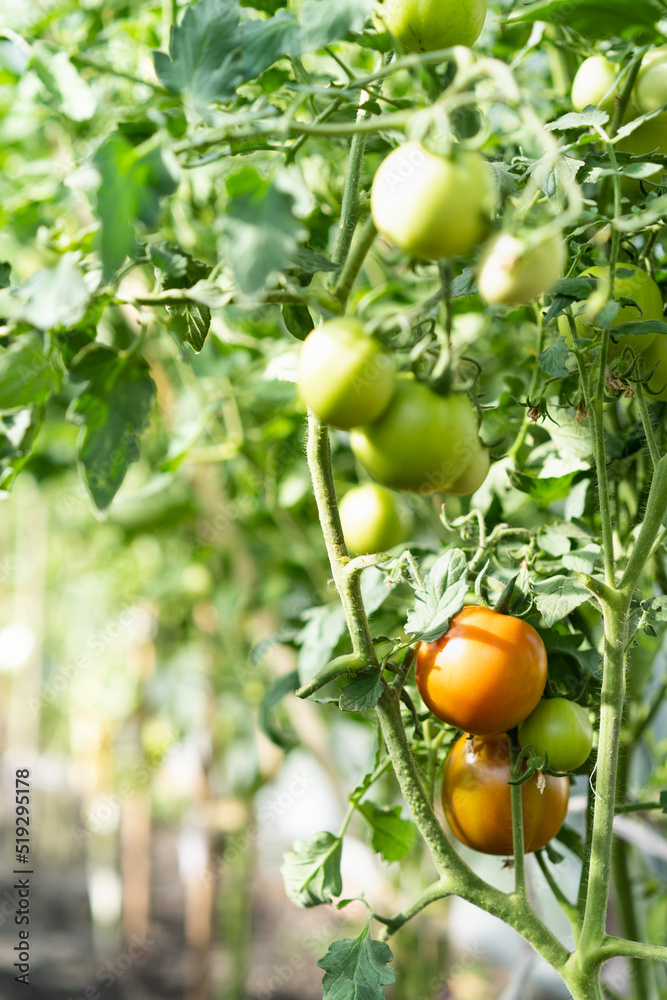 healthy orange ripening tomatoes on a branch of a shrub in a greenhouse, summer vegetables, the concept of gardening and harvesting