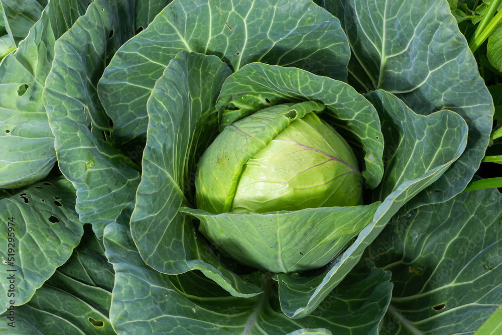 Fototapeta premium Cabbage grow in the garden. Agriculture. Healthy and healthy food for humans. The cultivation of cabbage
