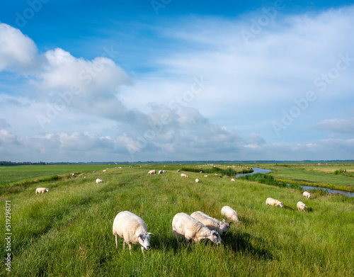 Fototapeta Naklejka Na Ścianę i Meble -  sheep graze in green grassy meadow under blue sky near amersfoort in holland