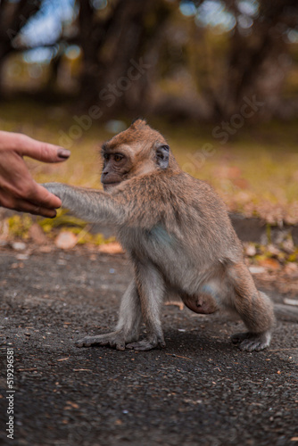 Monkey