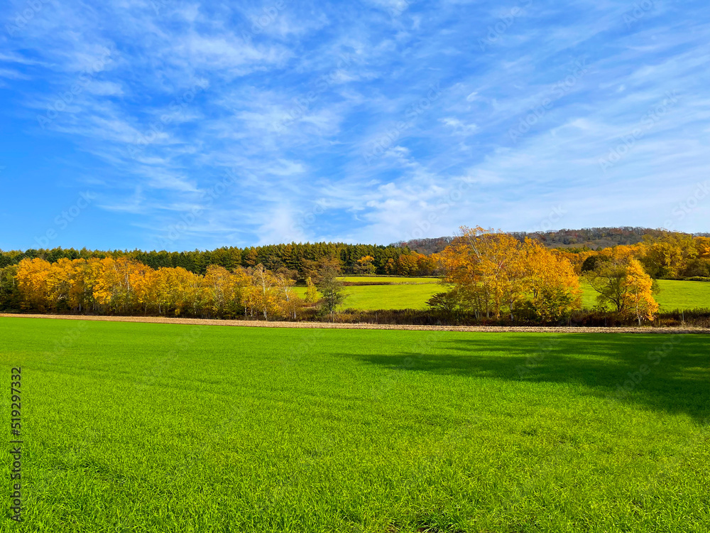 Fototapeta premium Autumn blue sky and meadows