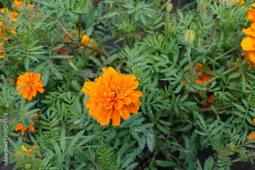 Orange flower heads and dark green leaves of Tagetes patula in July