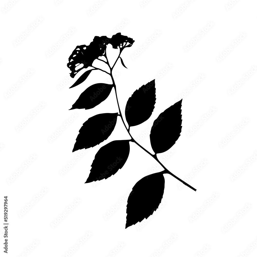Leaves black silhouettes isolated on white background