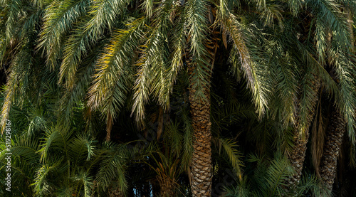 Close up seamless photo of palm tree backgroundas a symbol of summer, holiday, relax and vacation. photo