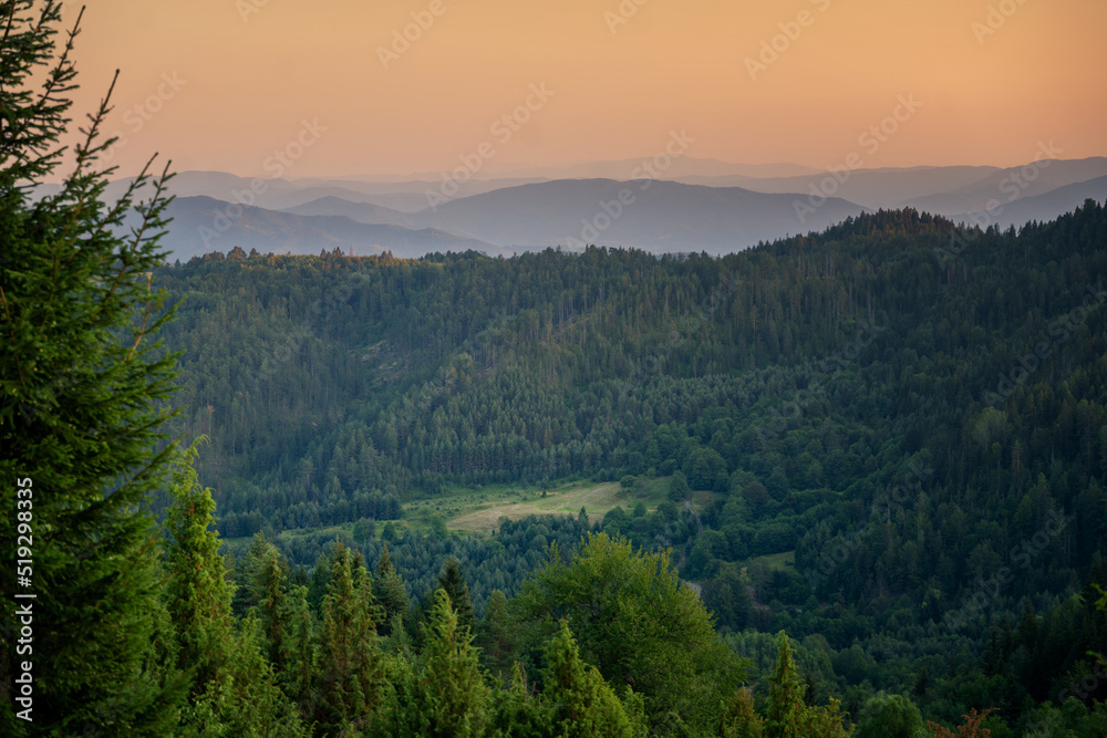 Pine and spruce forest in the mountains at sunset, a beautiful peaceful landscape