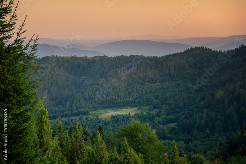 Pine and spruce forest in the mountains at sunset  a beautiful peaceful landscape