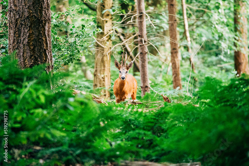 Wild deer in the forest, nature background photo