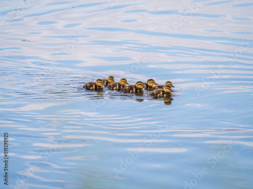 Cute little duckling swimming alone in a lake or river with calm water © Dmitrii Potashkin