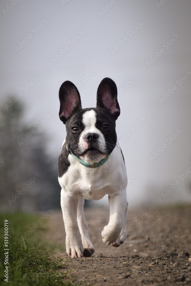 Autumn portrait of french buldog on road. He is so cute in with this face. He has so lovely face.