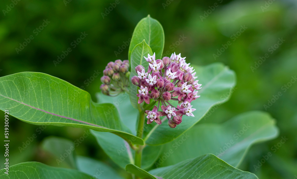 Vatochnik Syriac, lilac small flowers in bud Vatochnik Syriac, lilac small flowers in bud