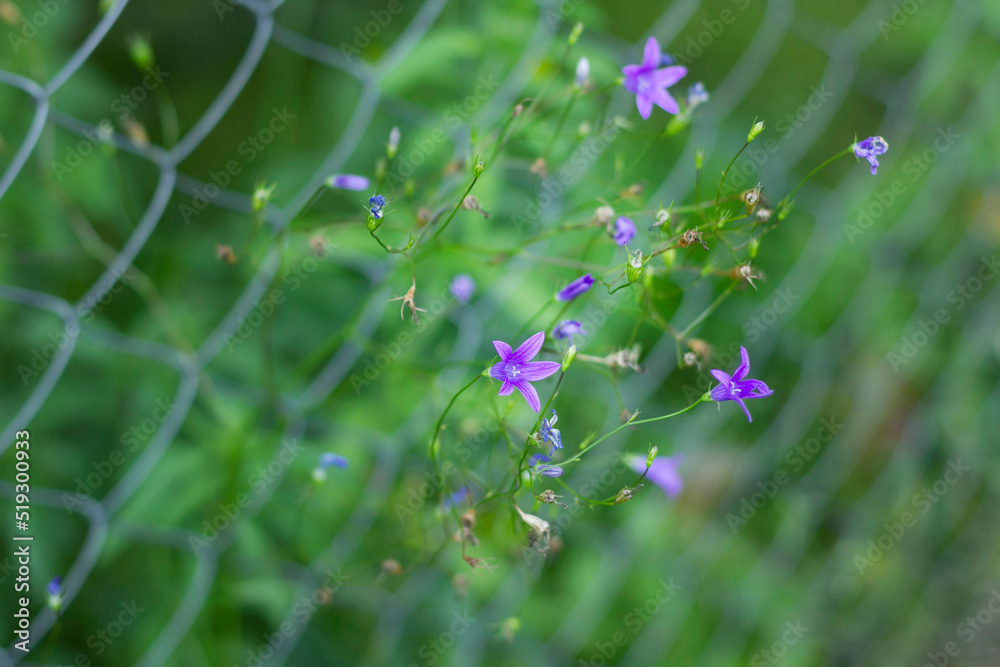Lilac wild flowers bluebells with a bud, against the background of an iron grid in green grass Lilac wild flowers bluebells with a bud, against the background of an iron grid in green grass