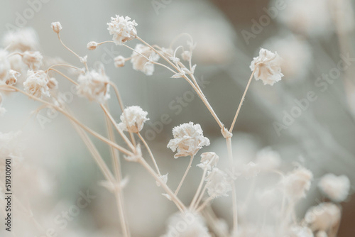 Beautiful tiny dried romantic flowers and branches with blur cool tone background macro