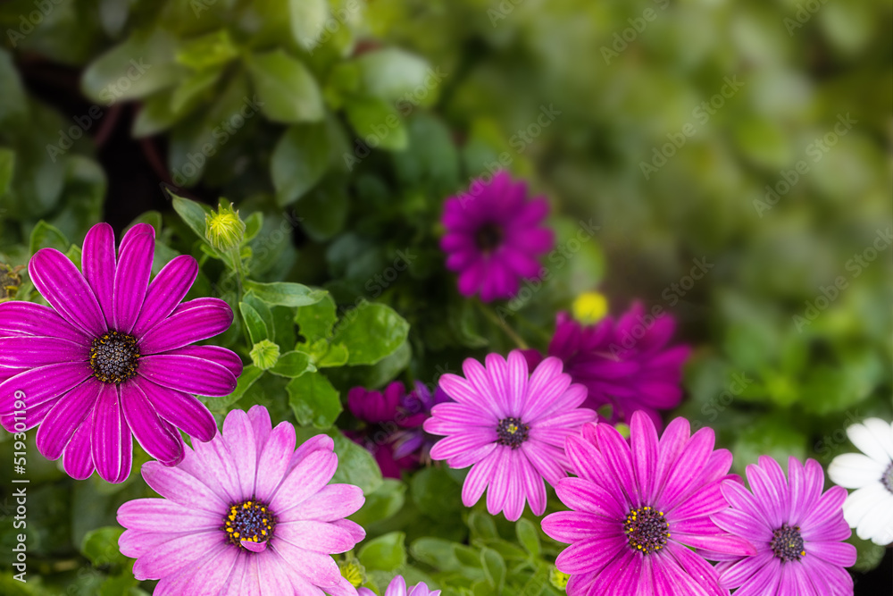 beautiful blooming poster with small pink flowers on a green background beautiful blooming poster with small pink flowers on a green background