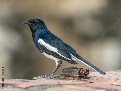 oriental magpie robin