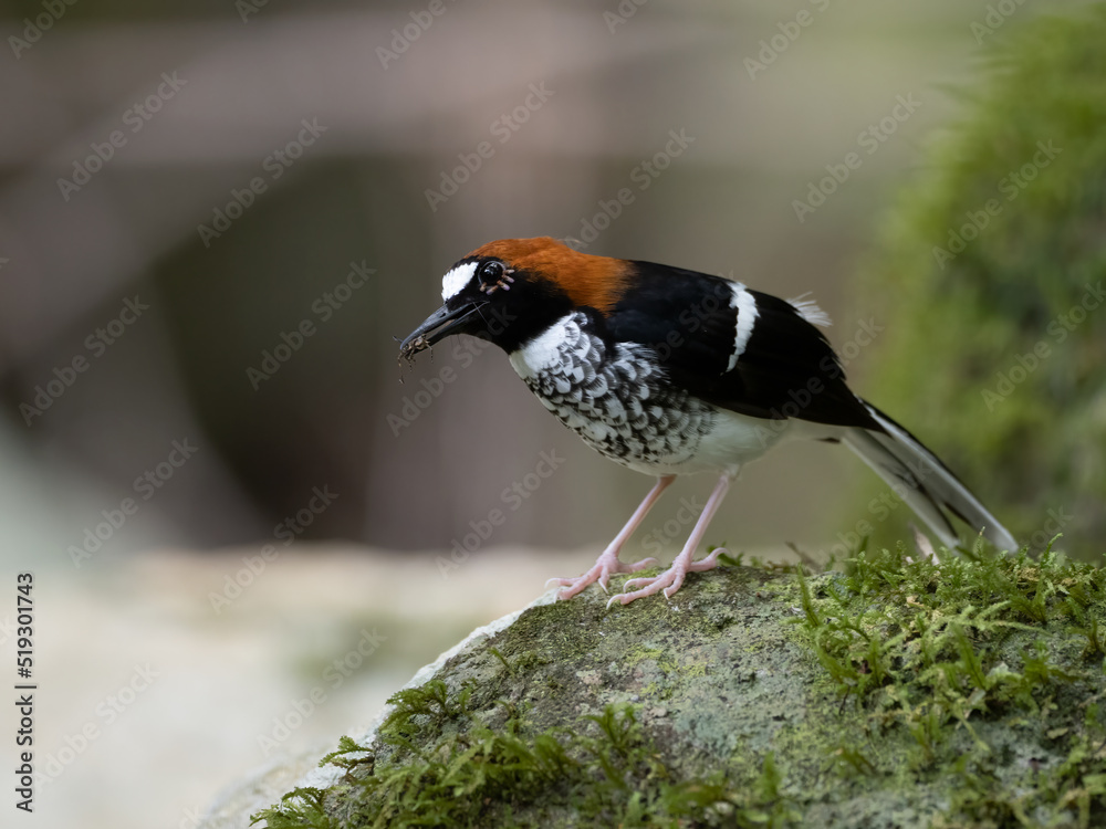 Fototapeta premium Chestnut-naped Forktail.